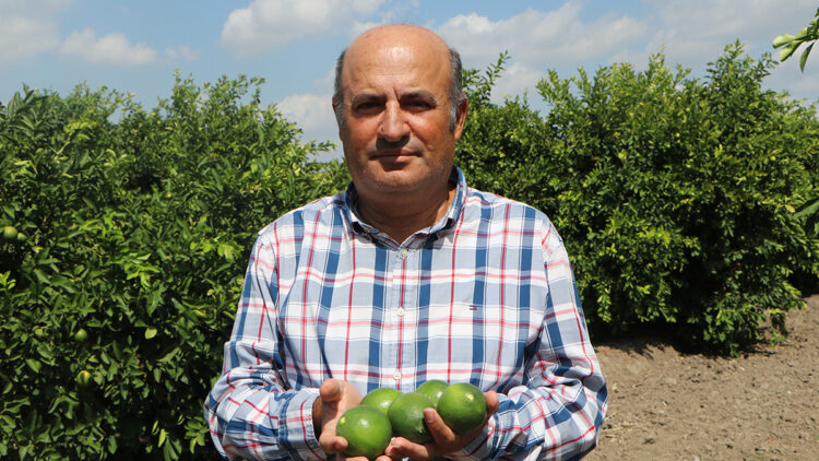 Adana'da yeni sezon limona 'yatak limon' engeli: Beklenen fiyat pazara ulaşmadı