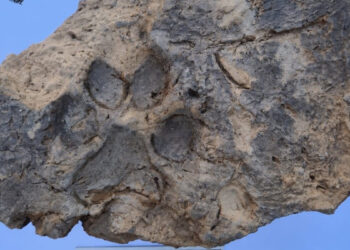 Tavşanlı Höyük'te 4 bin yıllık pati izi bulundu