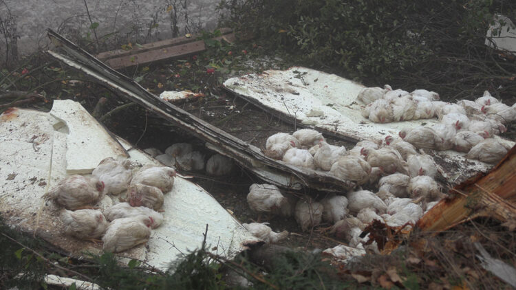 Bolu'da canlı tavuk yüklü kamyon devrildi; 4 kişi yaralandı